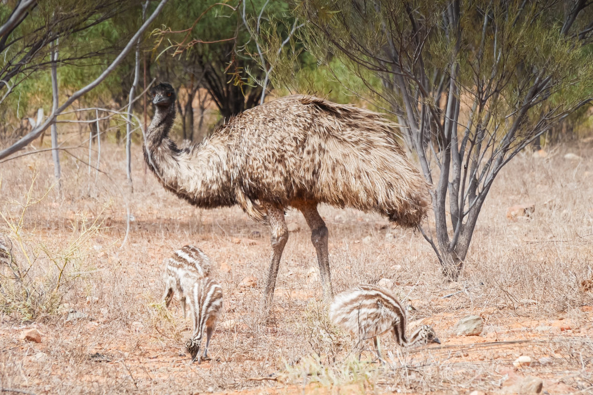 Arkaroola Wilderness Sanctuary, Australie Méridionnale © Claire Blumenfeld