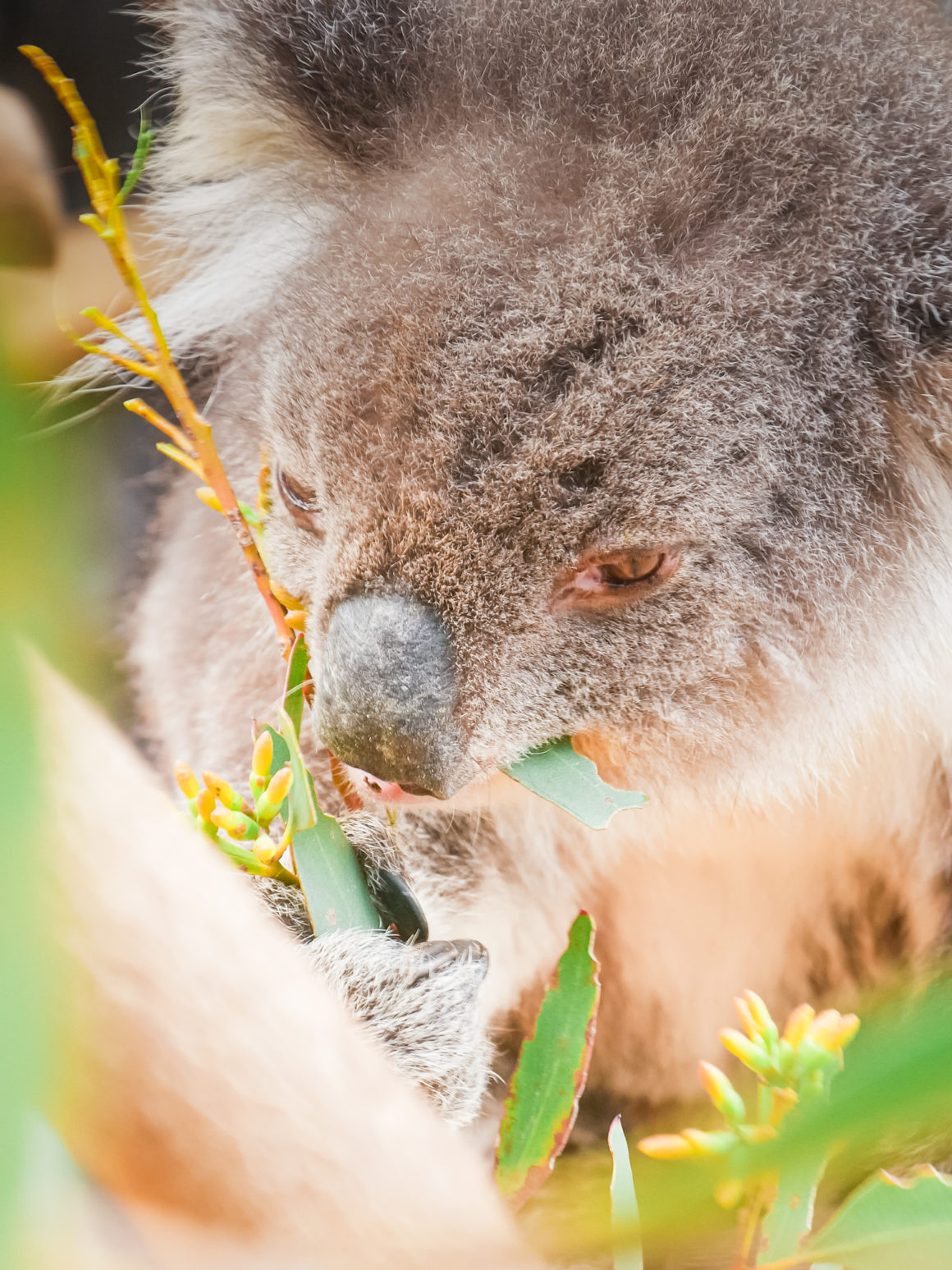 Wildlife Park, Kangaroo Island, South Australia © Claire Blumenfeld