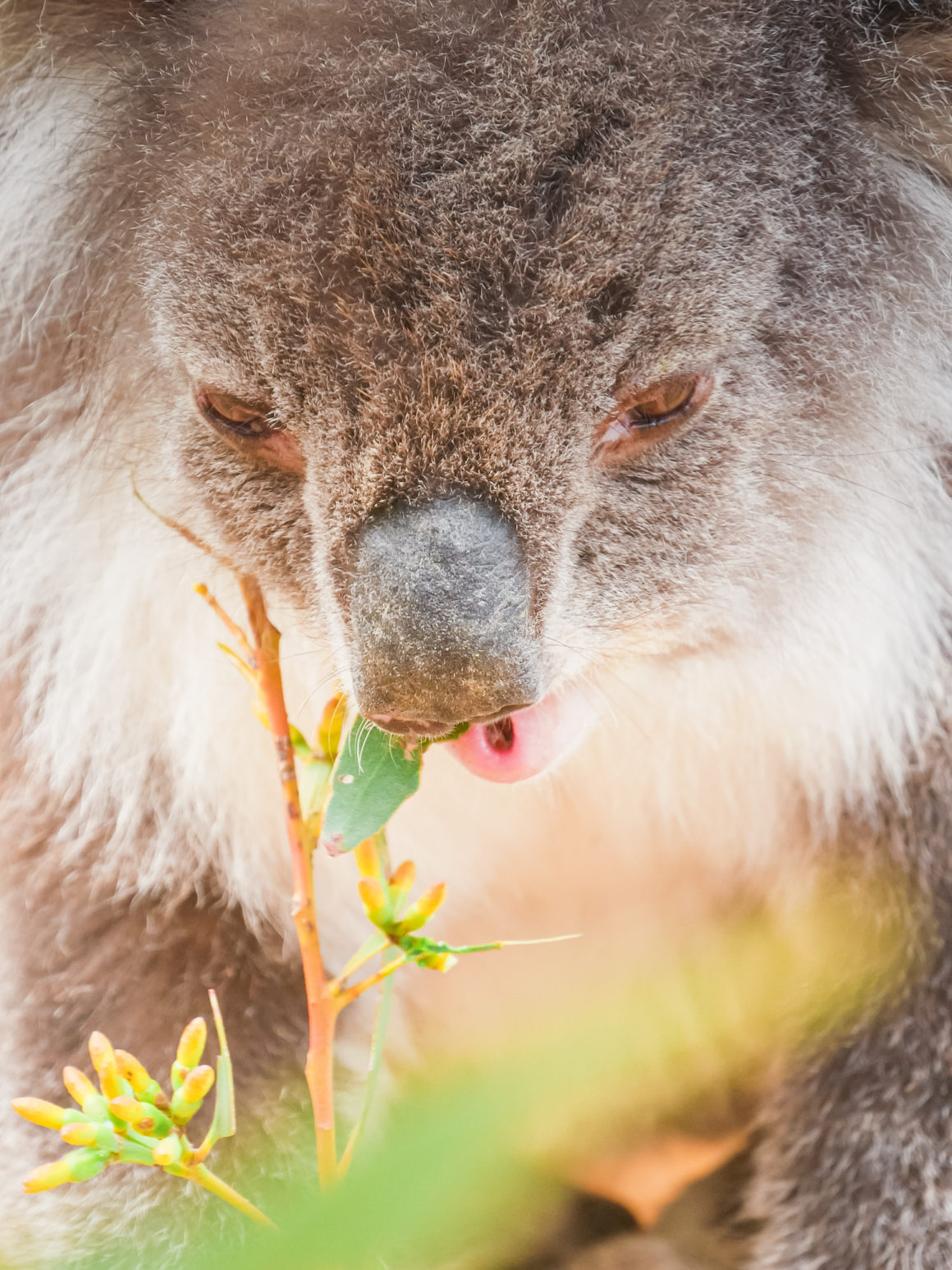Wildlife park, Kangaroo Island, Australie Méridionale © Claire Blumenfeld