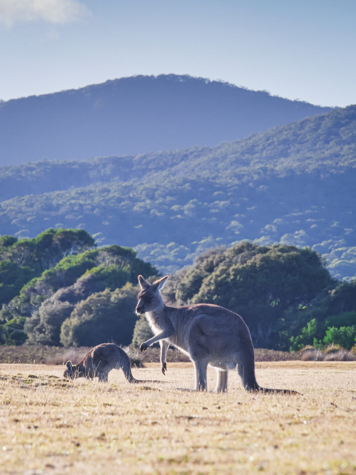Narawntapu National Park, Tasmanie © Claire Blumenfeld