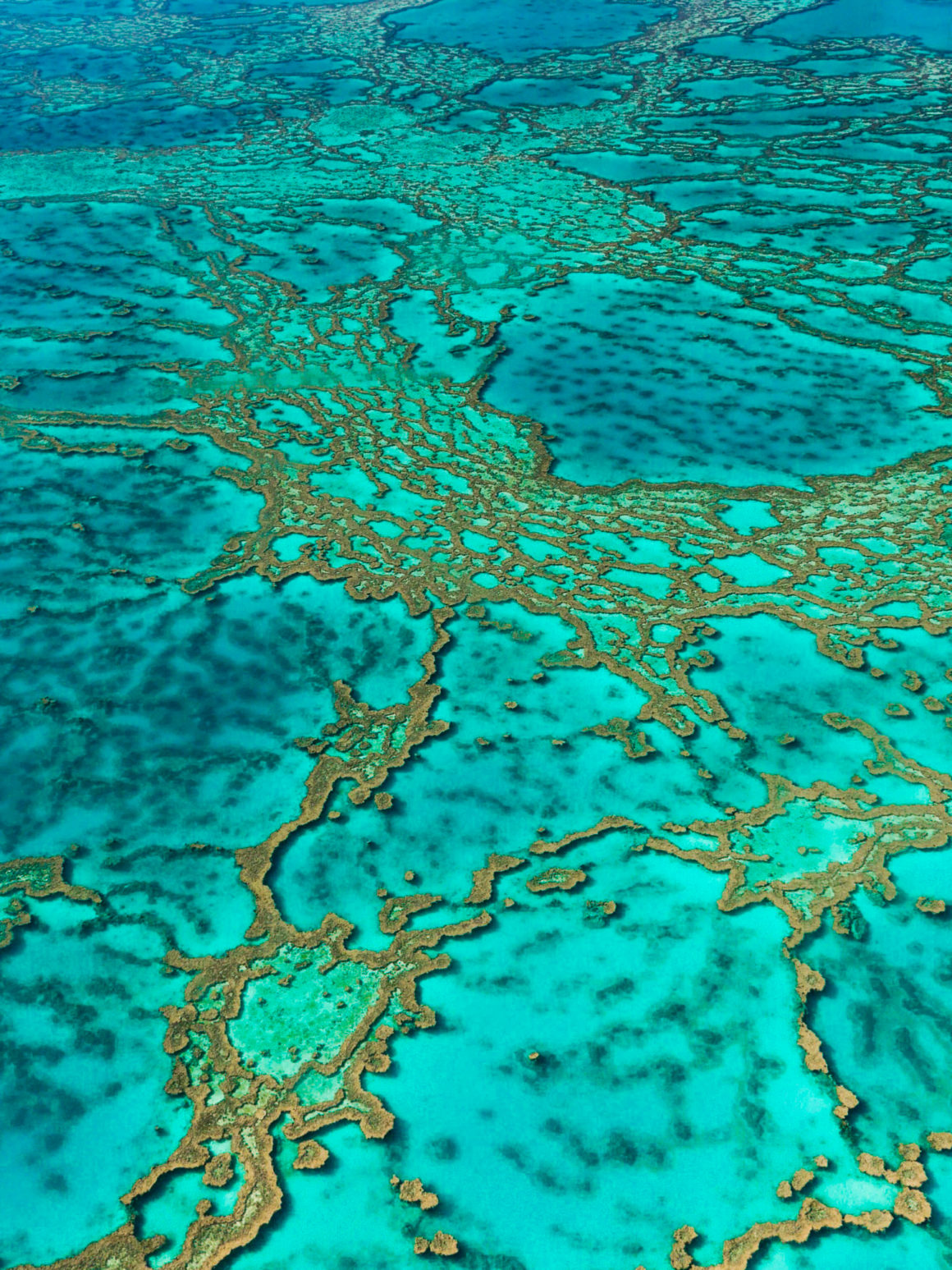 Great Barrier Reef, Queensland, Australia © Claire Blumenfeld