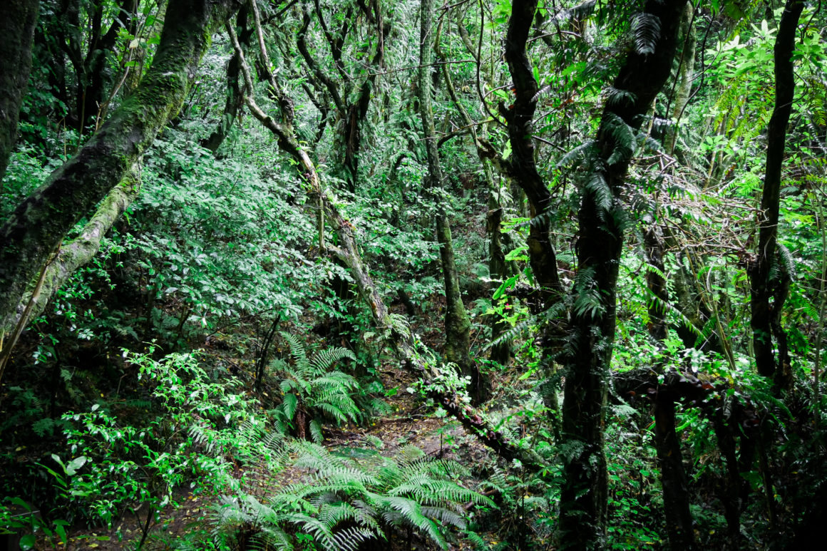 Zealandia in Wellington, North Island, New Zealand © Claire Blumenfeld