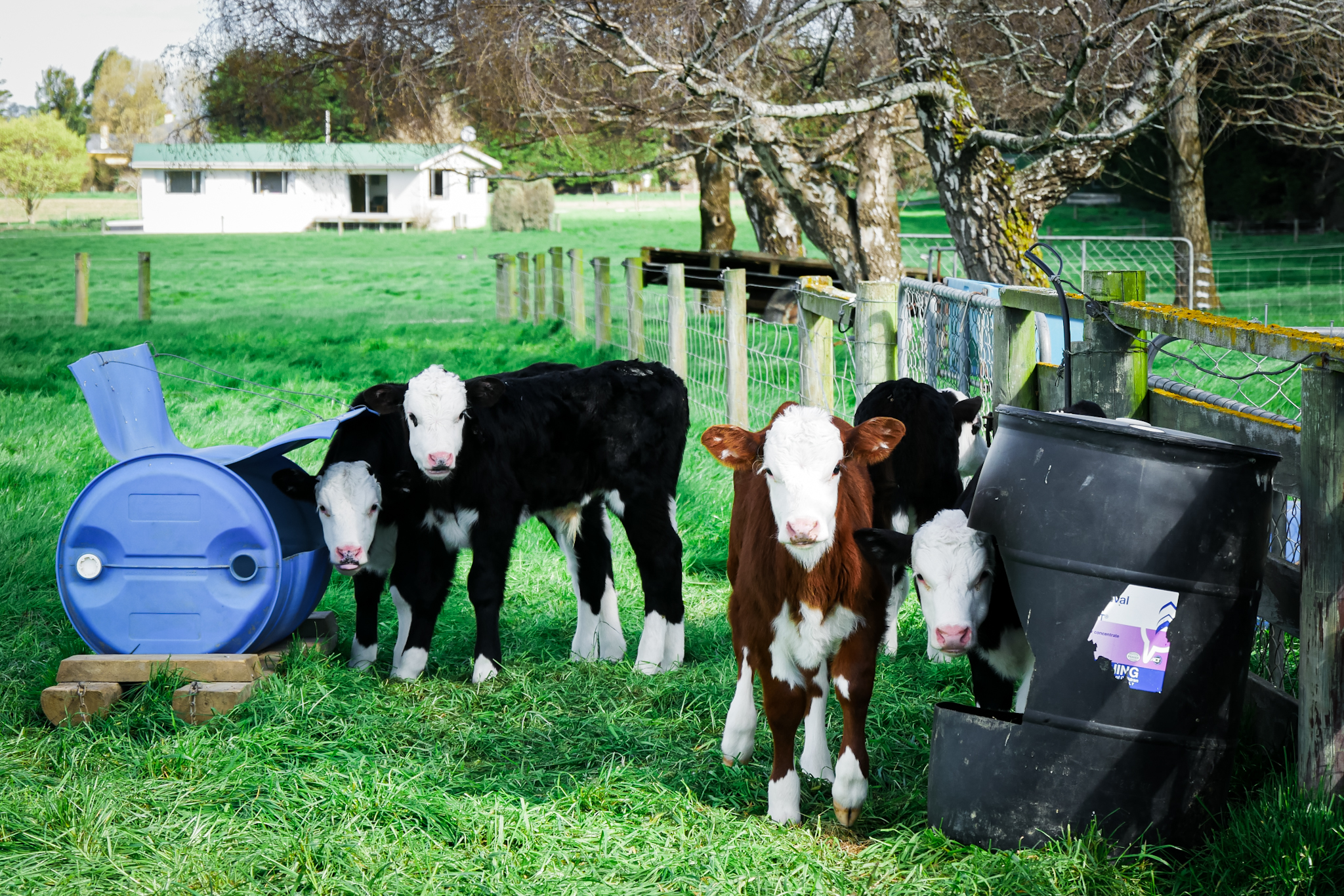 Ferme laitière dans le Southland, Île du Sud, Nouvelle-Zélande © Claire Blumenfeld