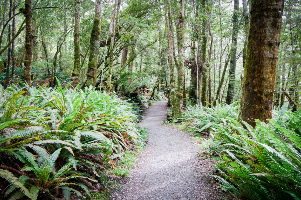 Kepler Track in Fiordland, South Island, New Zealand © Claire Blumenfeld