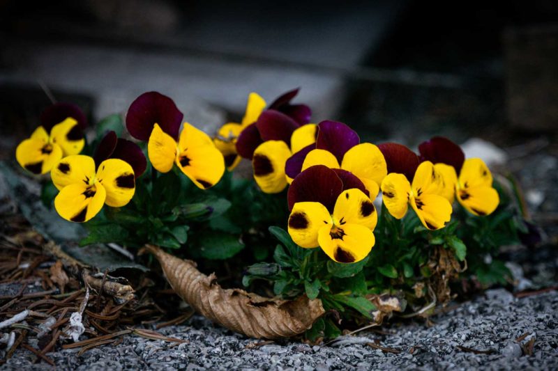 Chamonix, France © Claire B. - Please do not use without authorization