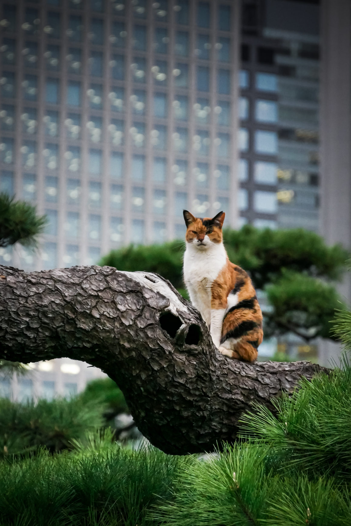 Shiodome à Tokyo, Honshu, Japon © Claire Blumenfeld