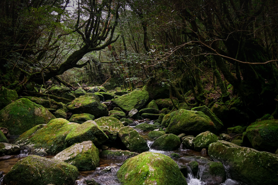 Yakushima, Japon © Claire Blumenfeld