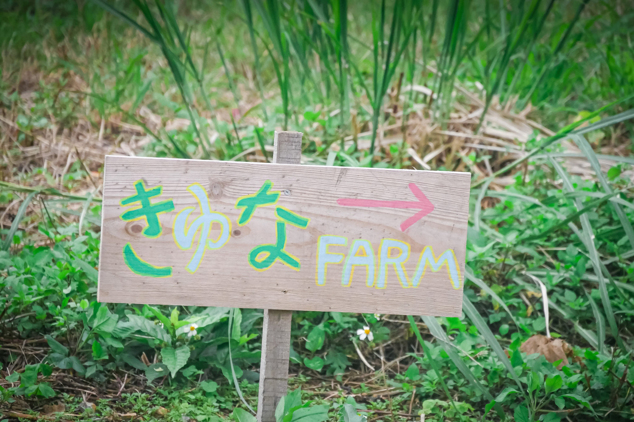 Kiyuna Farm, Ôgimi, Ryukyu, Japon © Claire Blumenfeld