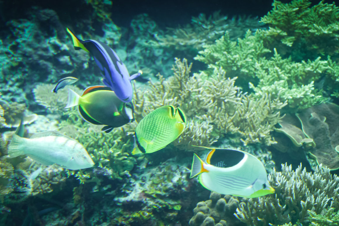 Okinawa Aquarium Churaumi, Ryukyu, Japan © Claire Blumenfeld
