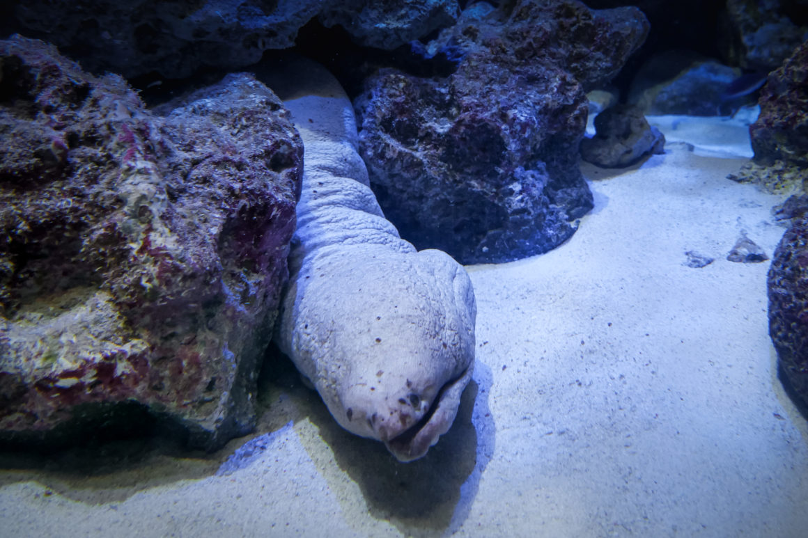 Aquarium Churaumi d’Okinawa, Ryukyu, Japon © Claire Blumenfeld