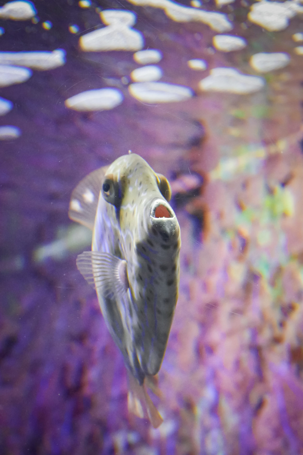 Aquarium Churaumi d’Okinawa, Ryukyu, Japon © Claire Blumenfeld