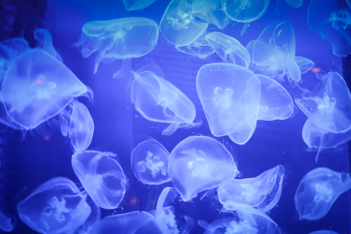 Aquarium Churaumi d’Okinawa, Ryukyu, Japon © Claire Blumenfeld