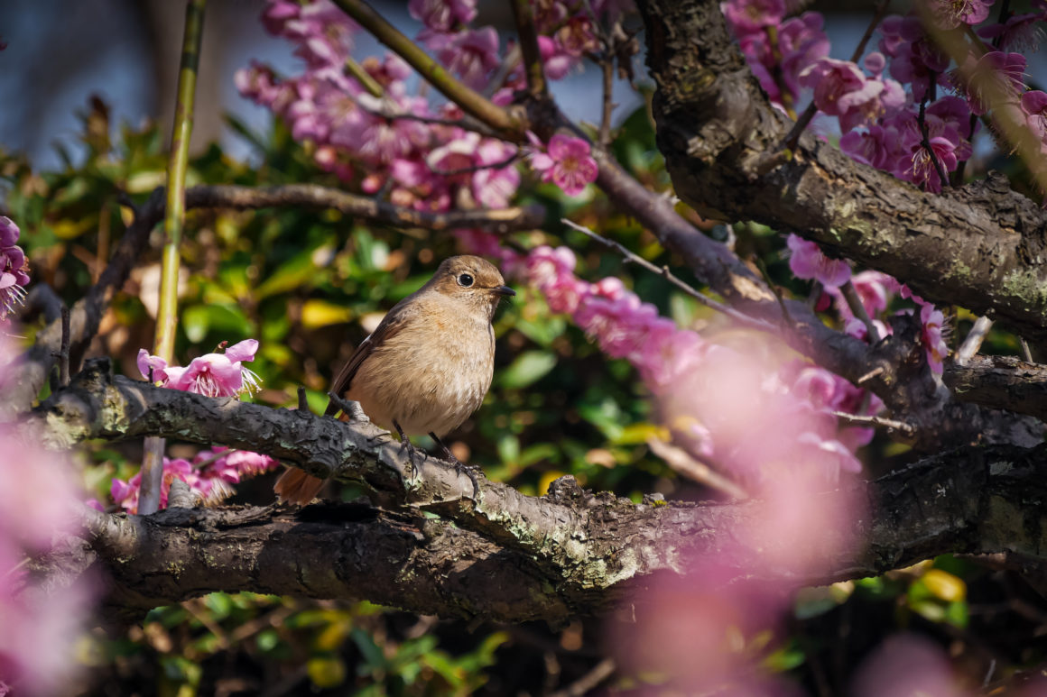 Nagoya, Honshu, Japon © Claire Blumenfeld