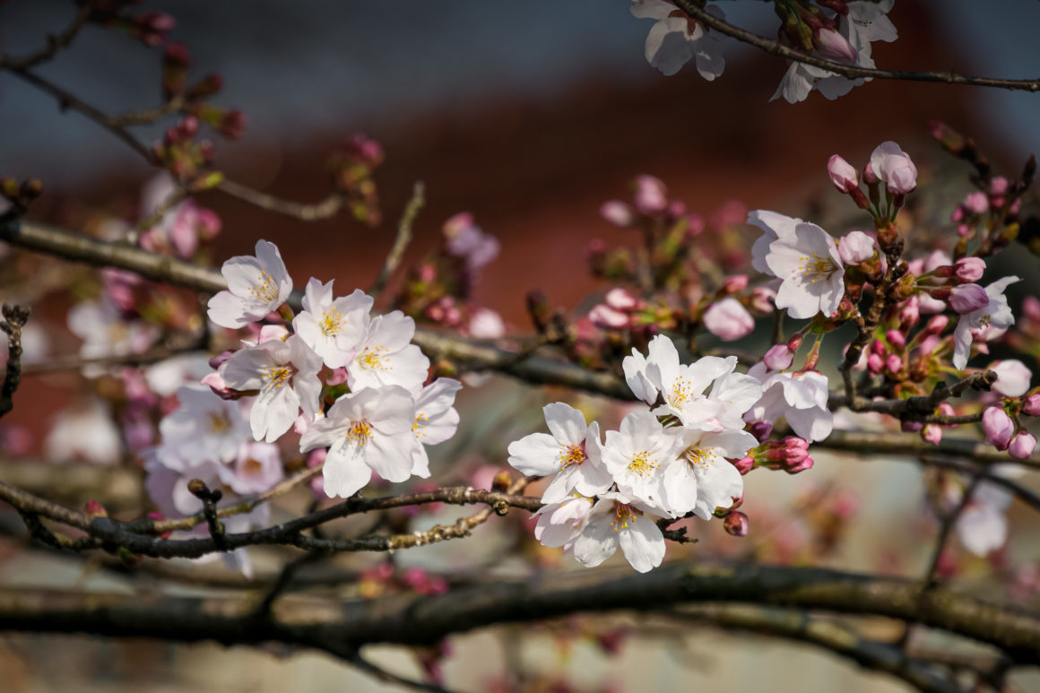 Tajimi, Honshu, Japon © Claire Blumenfeld