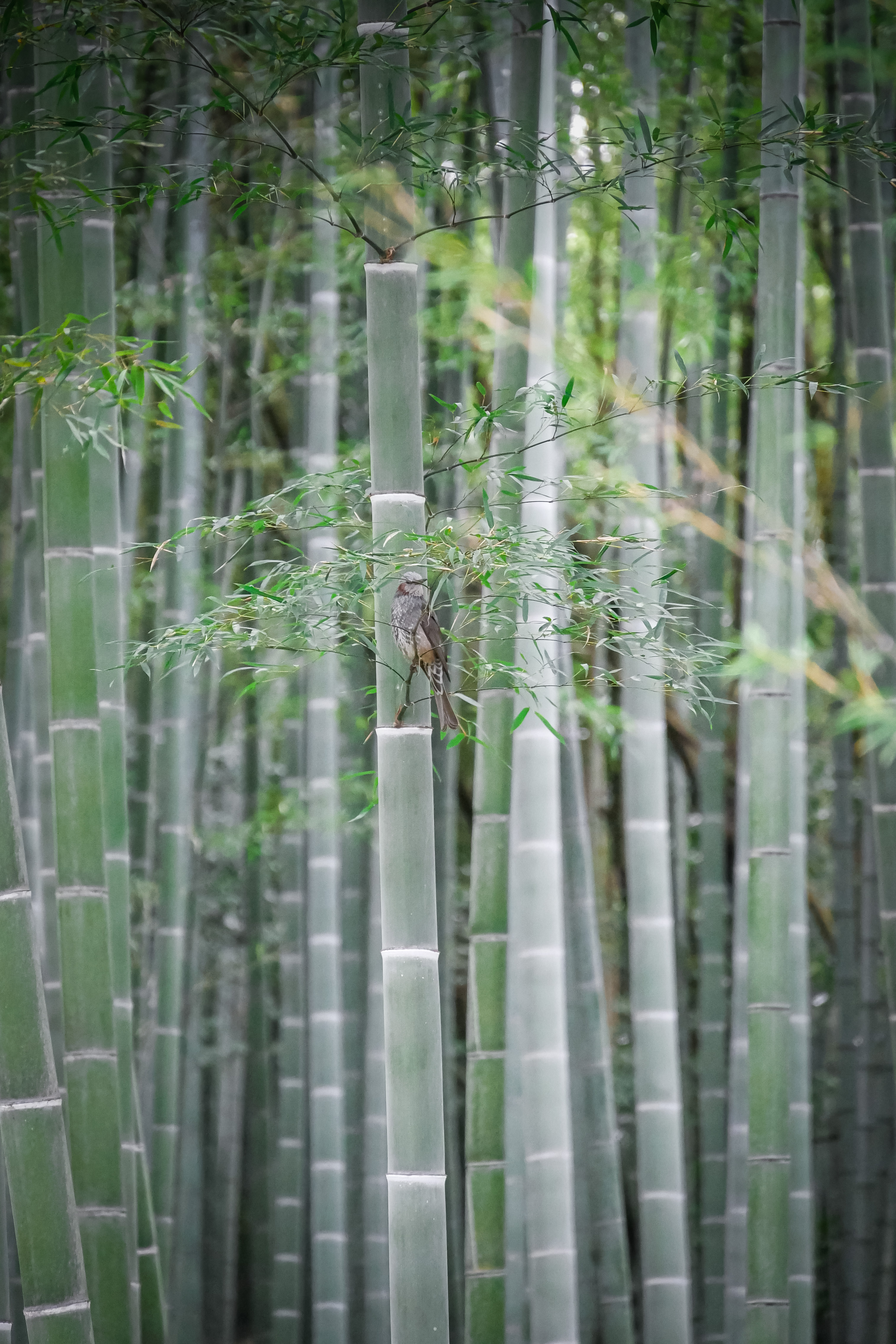 Kyoto, Honshu, Japan © Claire Blumenfeld