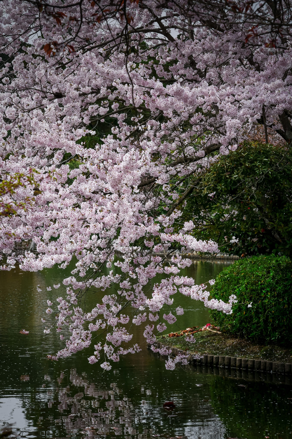 Kyoto, Honshu, Japan © Claire Blumenfeld