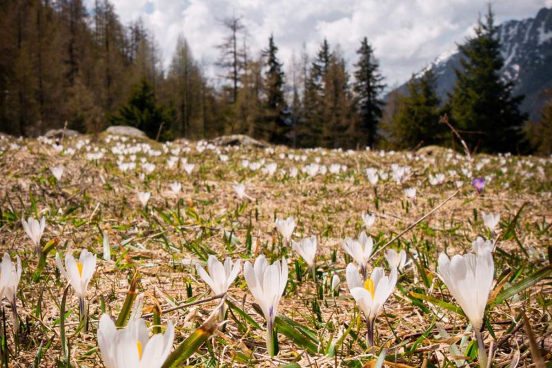 Chamonix, France © Claire B. - Merci de ne pas utiliser sans autorisation