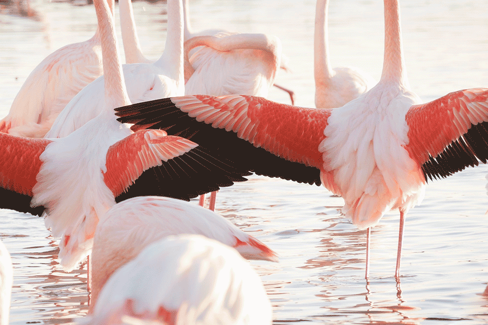 Flamants roses en Camargue, France © Claire Blumenfeld