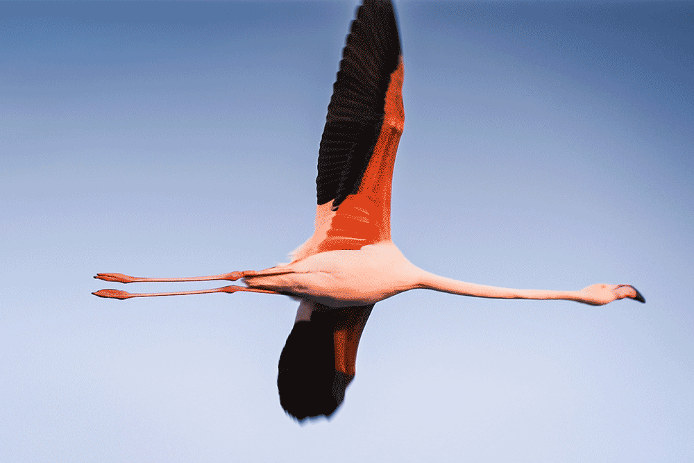 Flamants roses en Camargue, France © Claire Blumenfeld