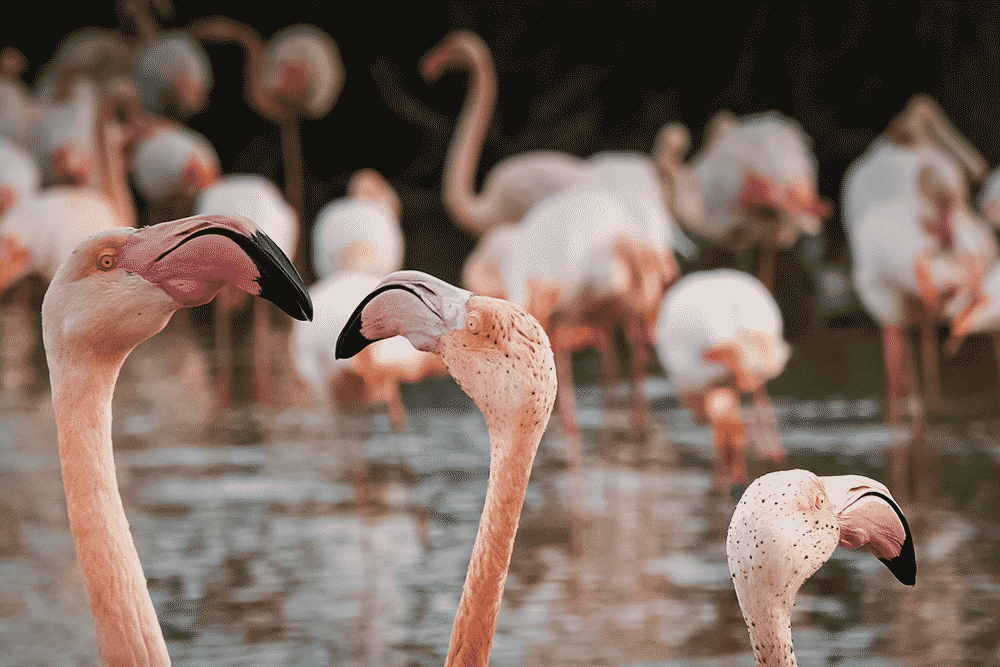 Flamants roses en Camargue, France © Claire Blumenfeld