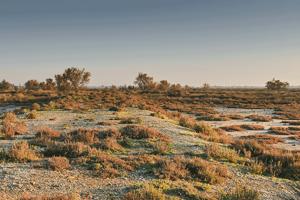 Camargue, France © Claire Blumenfeld