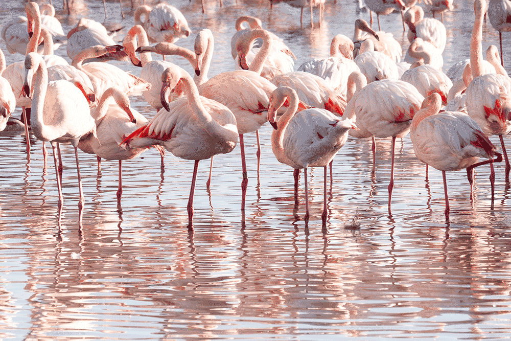 Flamants roses en Camargue, France © Claire Blumenfeld