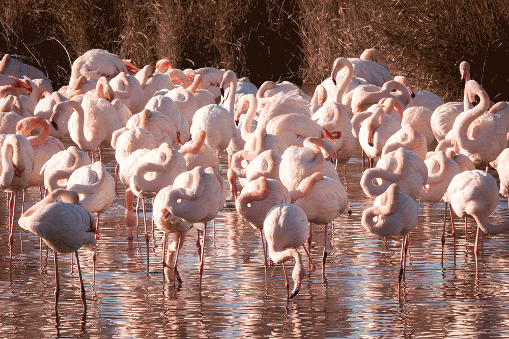 Flamants roses en Camargue, France © Claire Blumenfeld