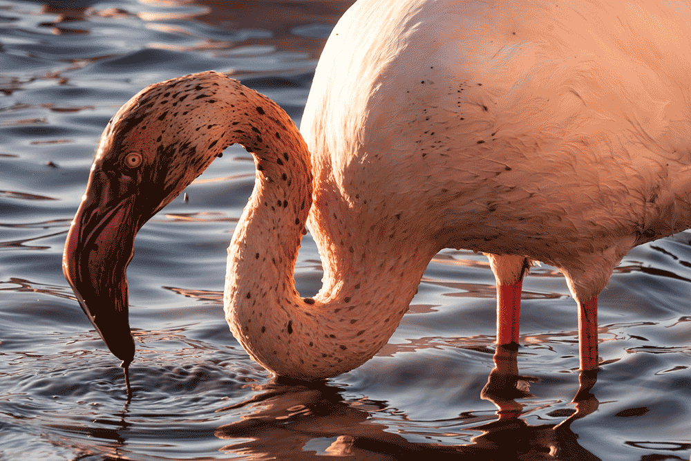 Flamants roses en Camargue, France © Claire Blumenfeld