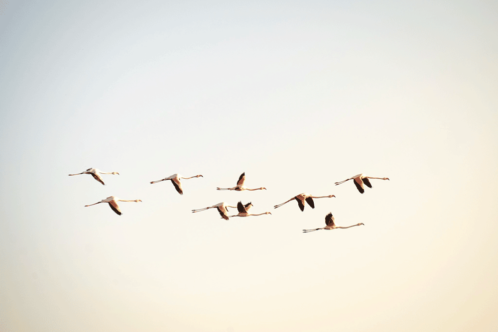 Flamants roses en Camargue, France © Claire Blumenfeld