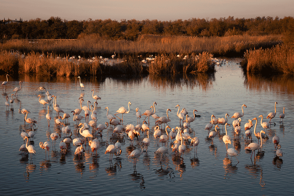 Flamants roses en Camargue, France © Claire Blumenfeld