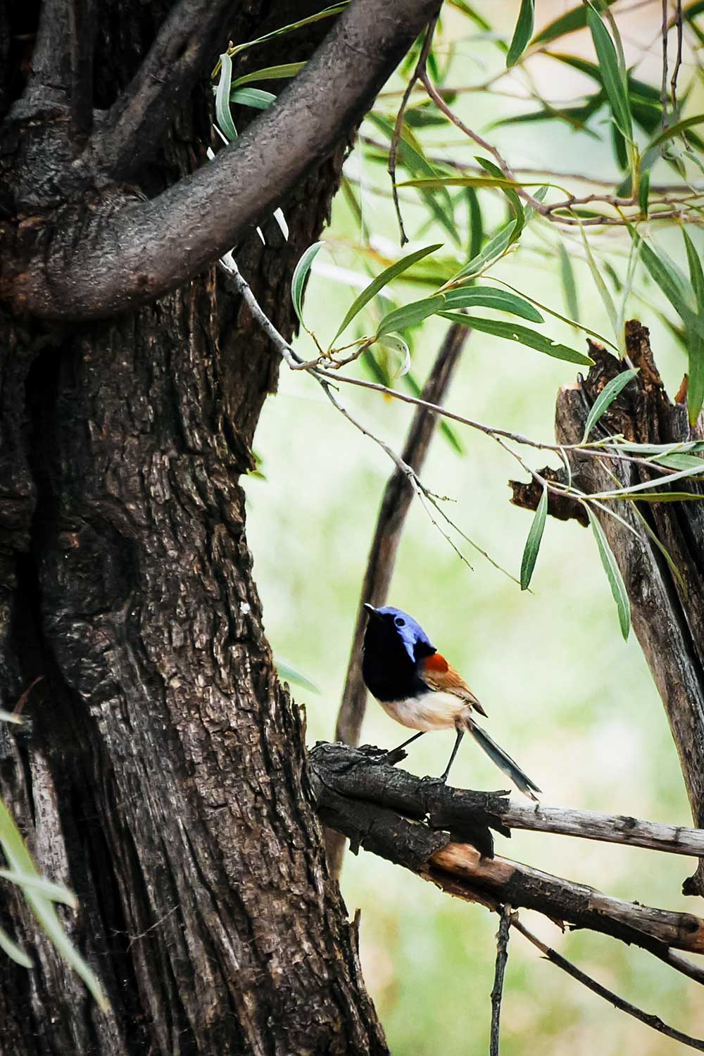 Un superbe Purple-backed Fairywren en Australie © Claire Blumenfeld