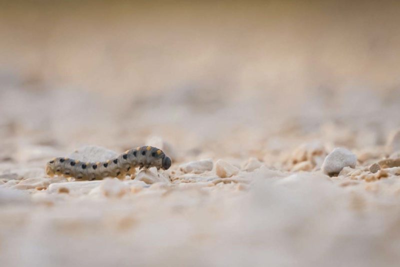 A small caterpillar on the paths of the Camargue in France © Claire Blumenfeld