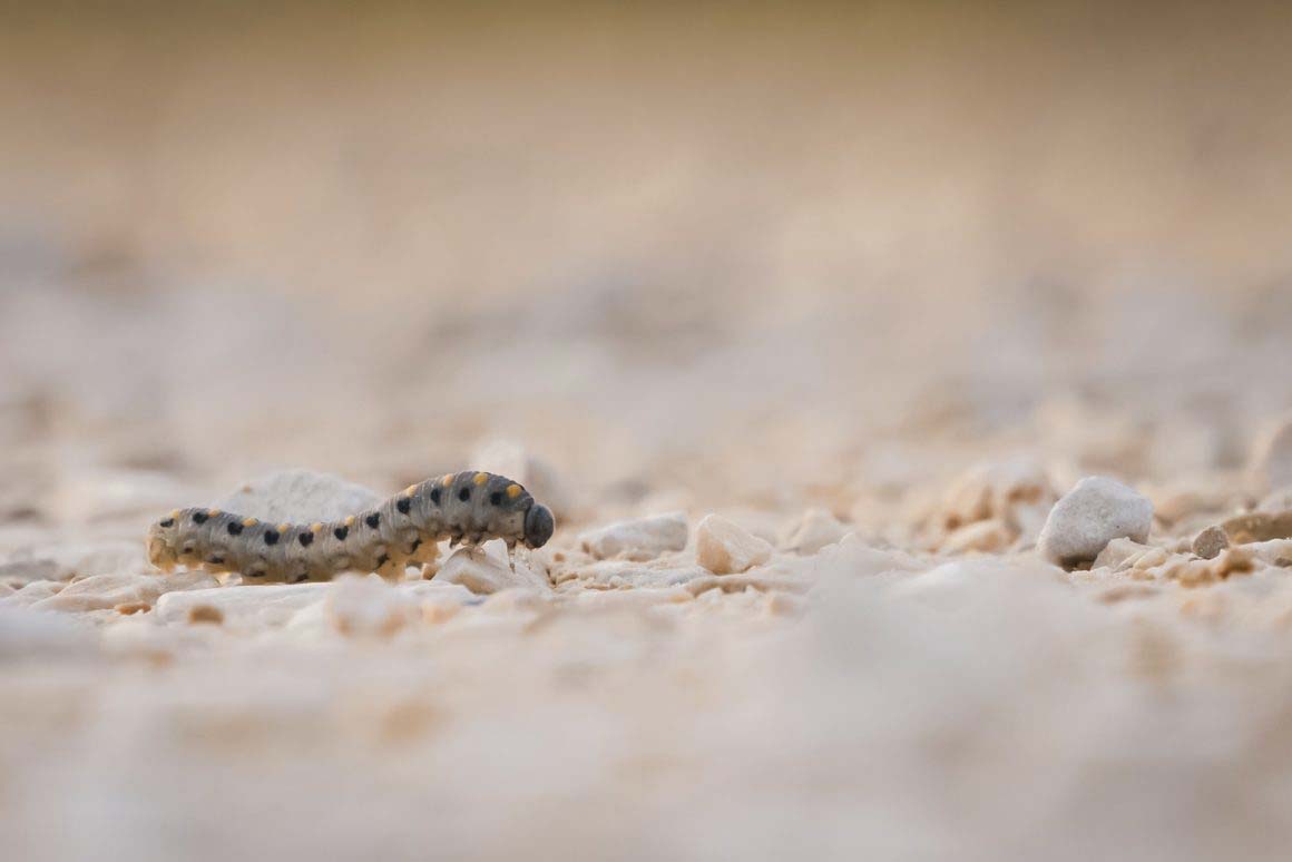 Une petite chenille sur les chemins de la Camargue en France © Claire Blumenfeld