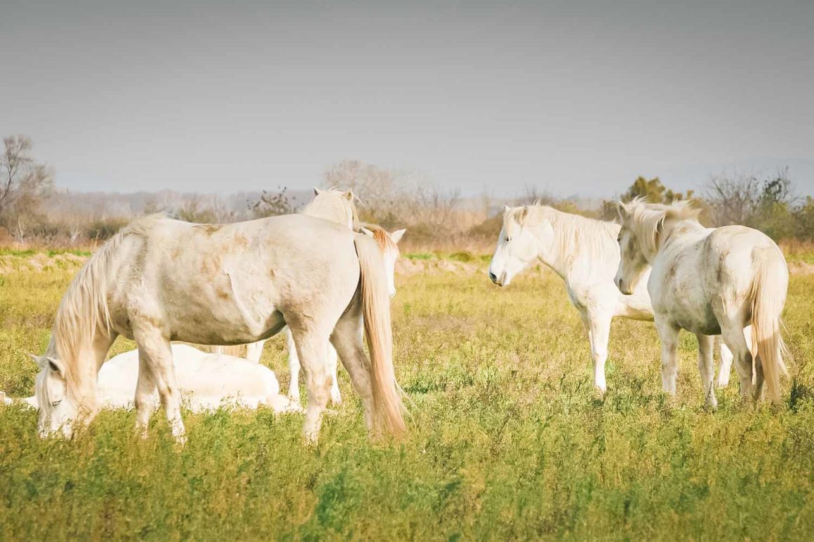Camargue, France © Claire Blumenfeld
