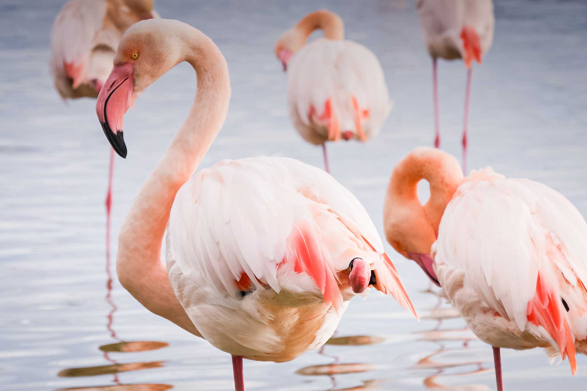 Flamants roses en Camargue, France © Claire B. - Merci de ne pas utiliser sans autorisation
