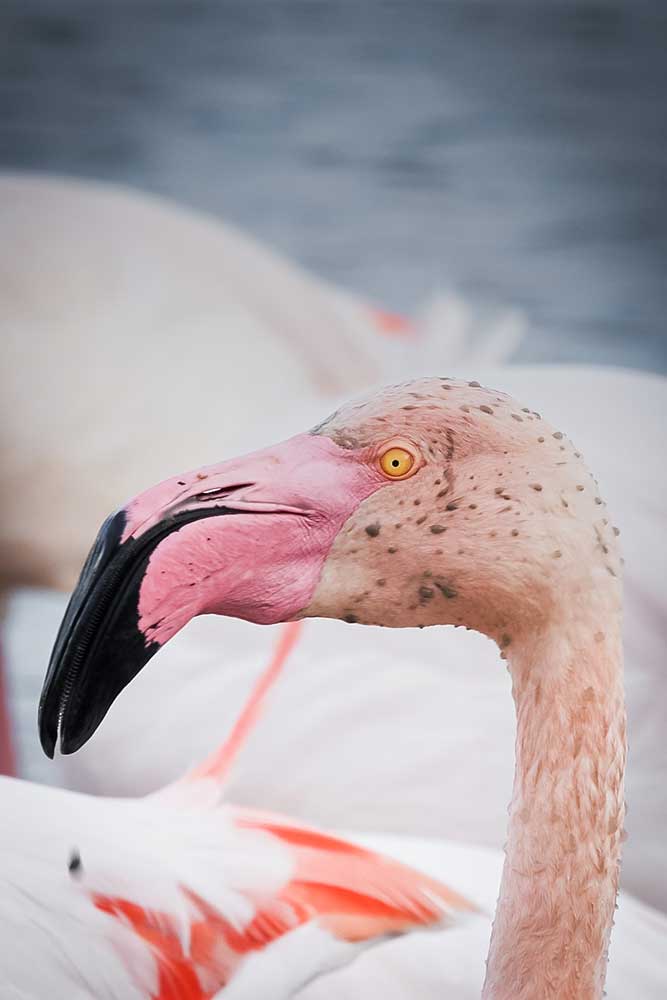 Flamants roses en Camargue, France © Claire Blumenfeld