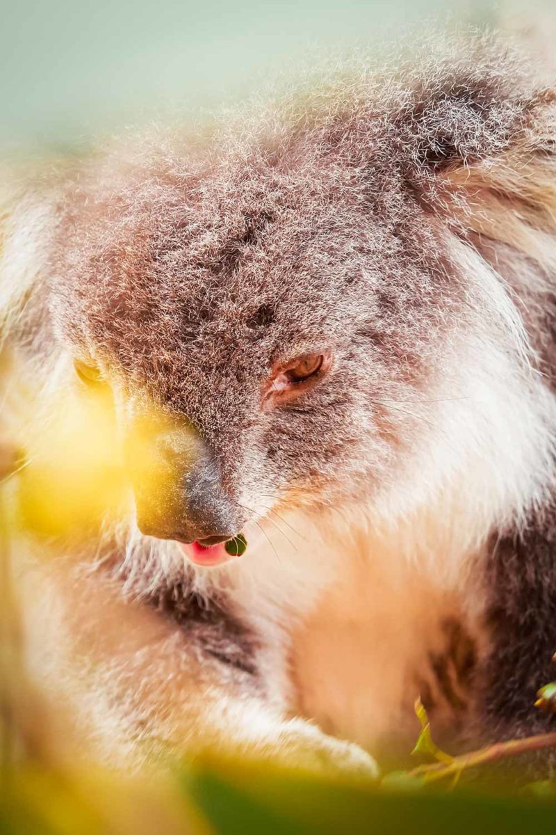 A koala in a wildlife reserve on Kangaroo Island, Australia © Claire Blumenfeld