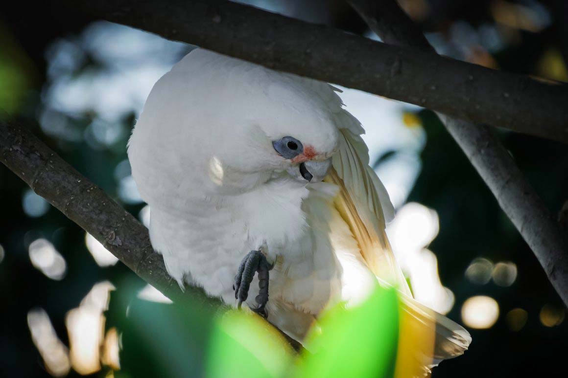 Un Cacatoès Corella faisant sa toilette à Sydney © Claire Blumenfeld