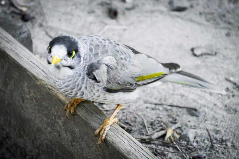 A noisy miner in the streets of Sydney, Australia © Claire Blumenfeld