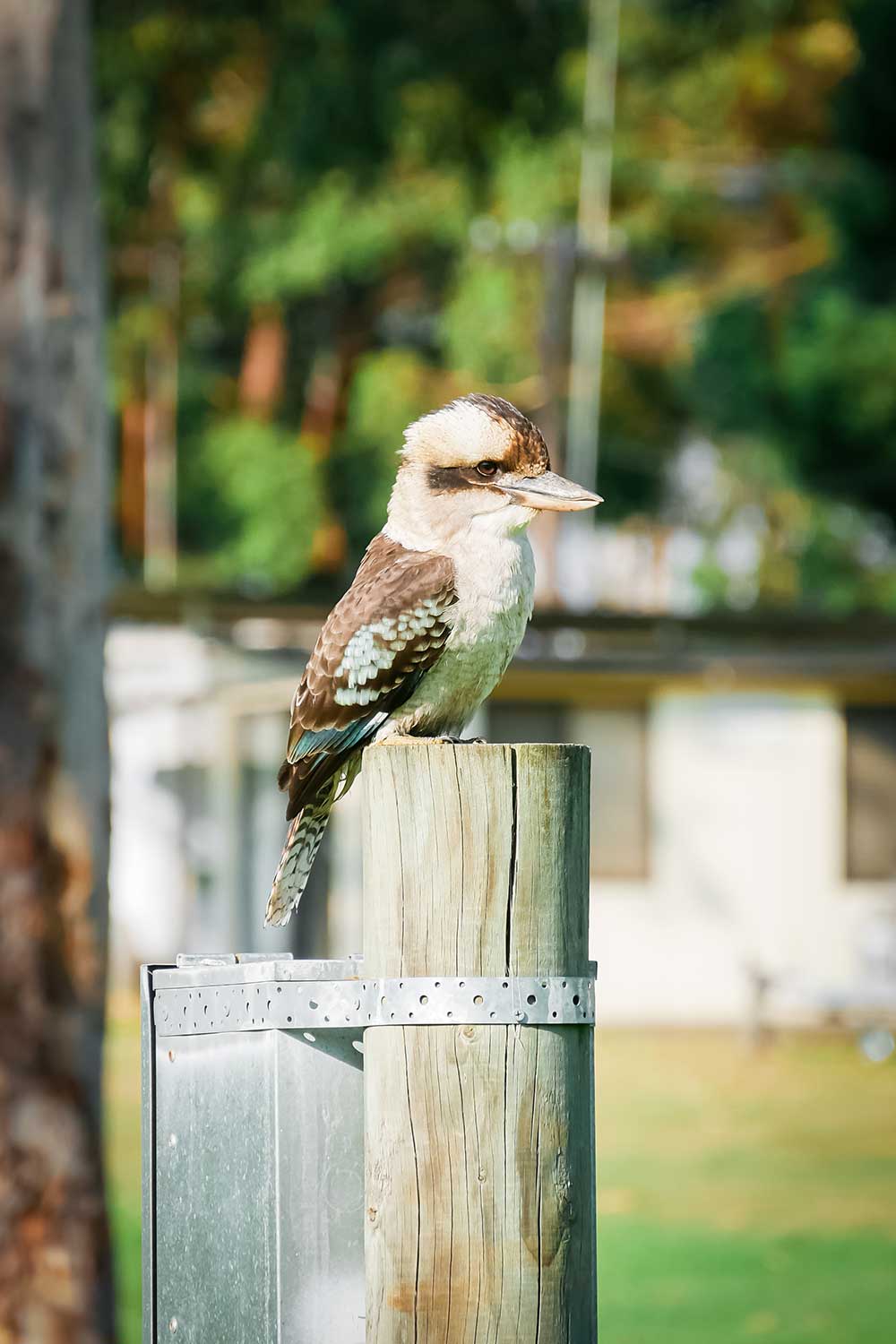 Un Kookaburra dans la campagne Australienne © Claire Blumenfeld