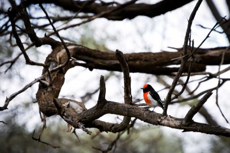 A red-capped Miro in the Australian Outback © Claire Blumenfeld