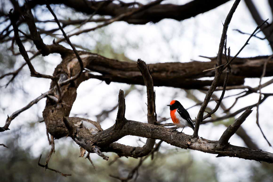 Un Miro à front rouge dans l’Outback Australien © Claire Blumenfeld