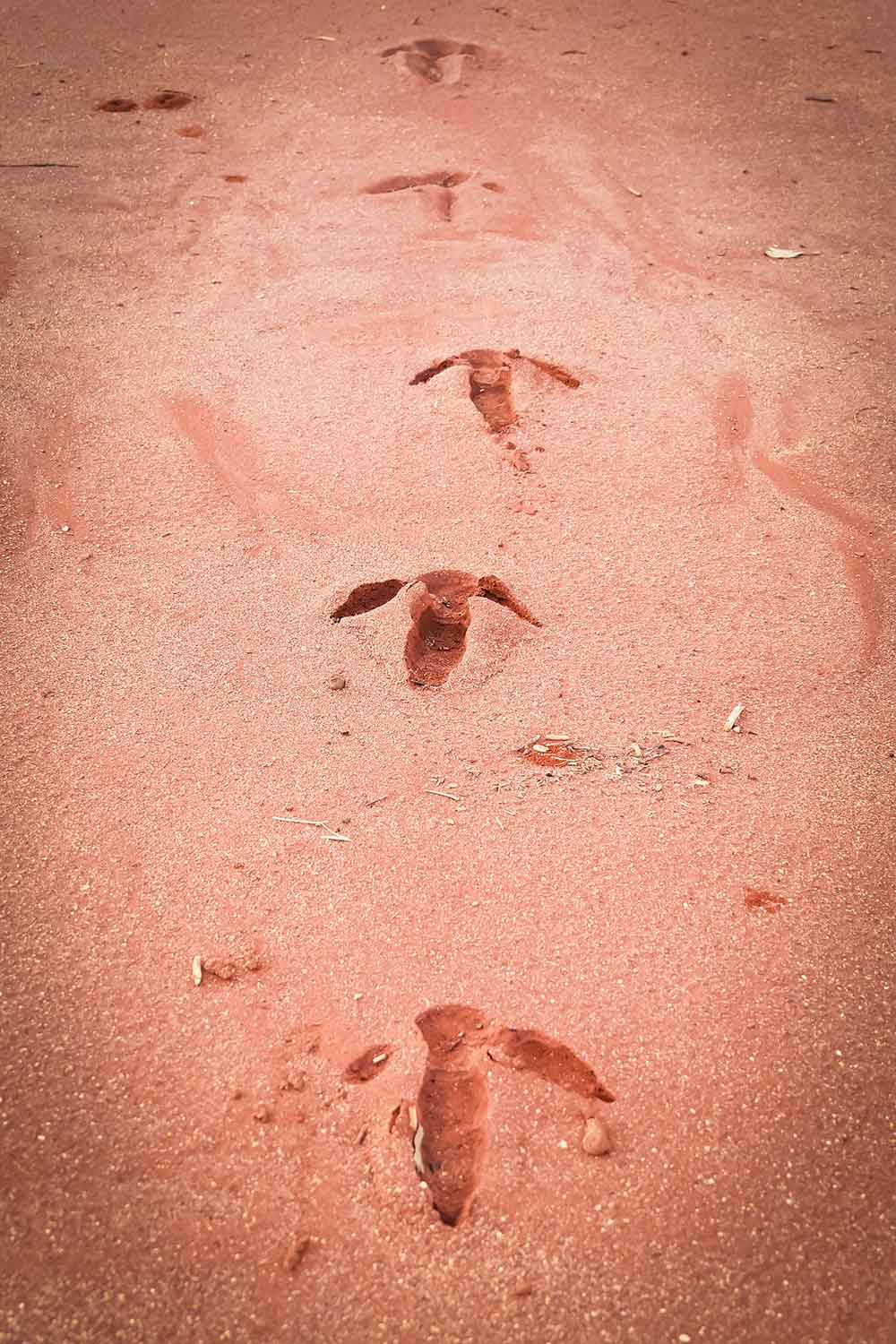 Des empreintes d’Emeu dans l’outback australien © Claire Blumenfeld