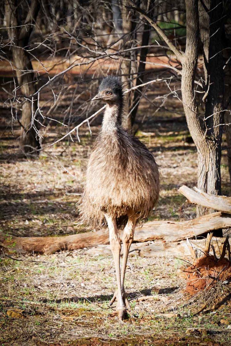 An Emu in the Australian Outback © Claire Blumenfeld