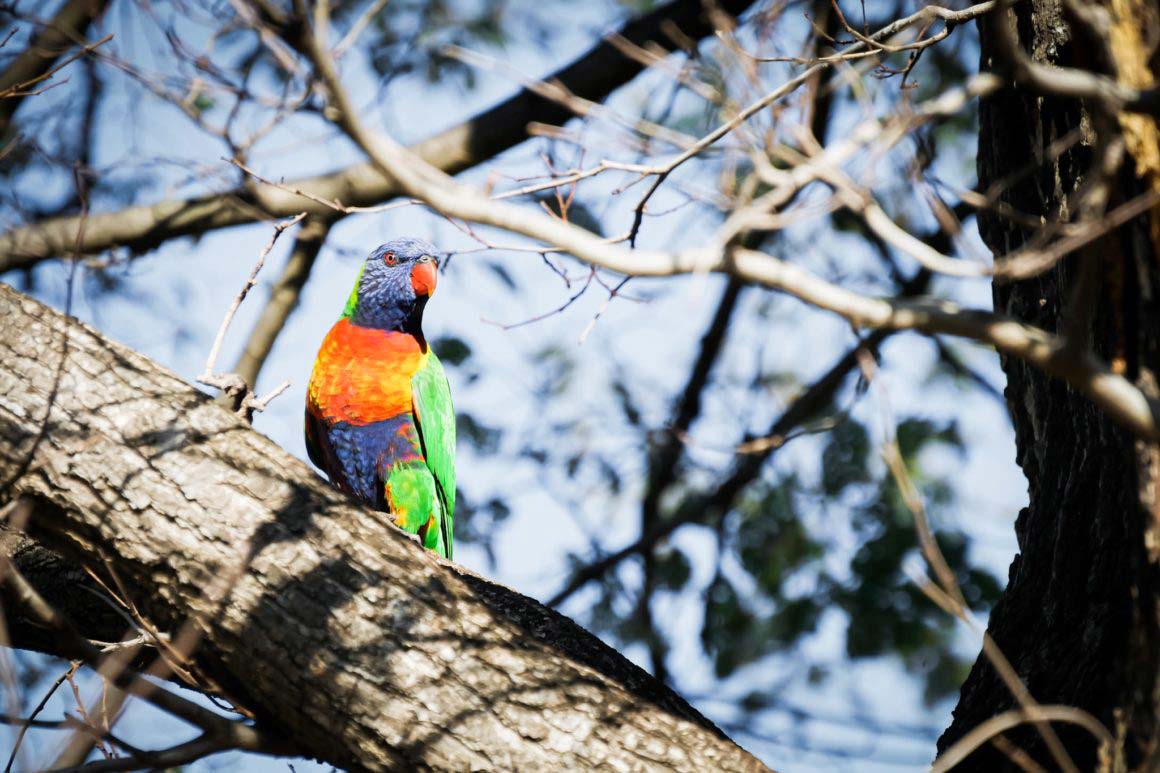 Un Loriquet arc en ciel - Melbourne - Victoria - Australia – © Claire Blumenfeld