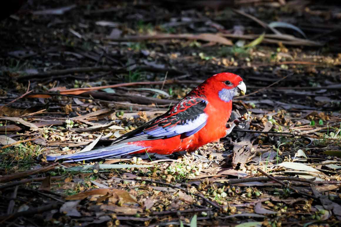 Une Perruche de Pennant récoltant des graines dans la campagne Australienne © Claire Blumenfeld
