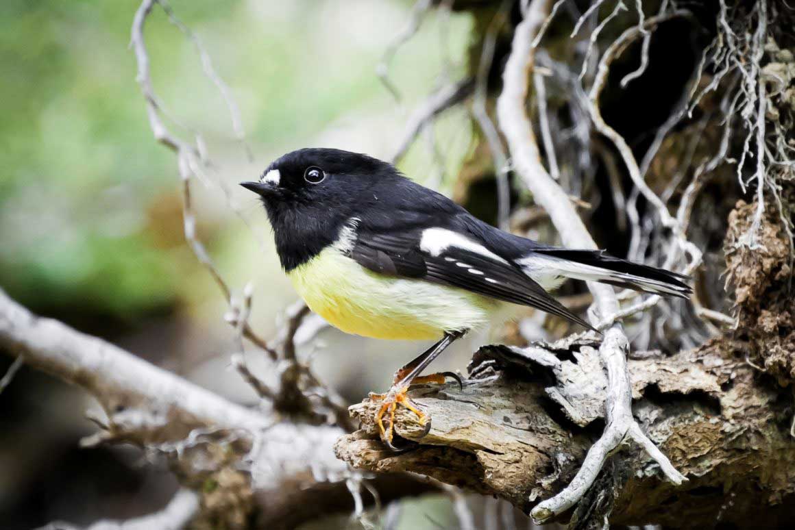 Un Miro mésange dans le Fiordland en Nouvelle-Zélande © Claire Blumenfeld