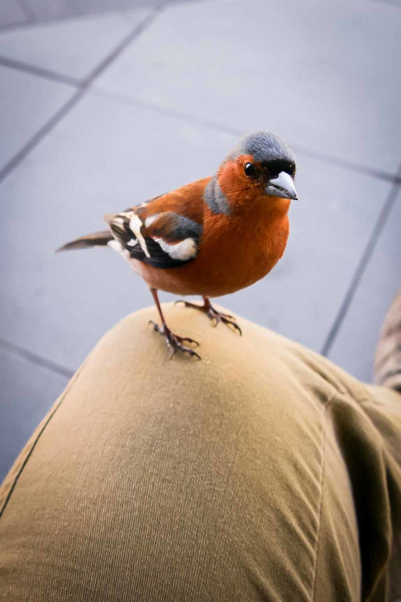 A curious finch in Queenstown, New Zealand © Claire Blumenfeld