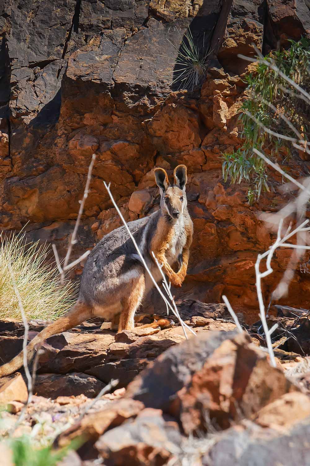 Un Yellow-footed Rock-wallaby près des Flinders Ranges in Australie Méridionnale © Claire Blumenfeld