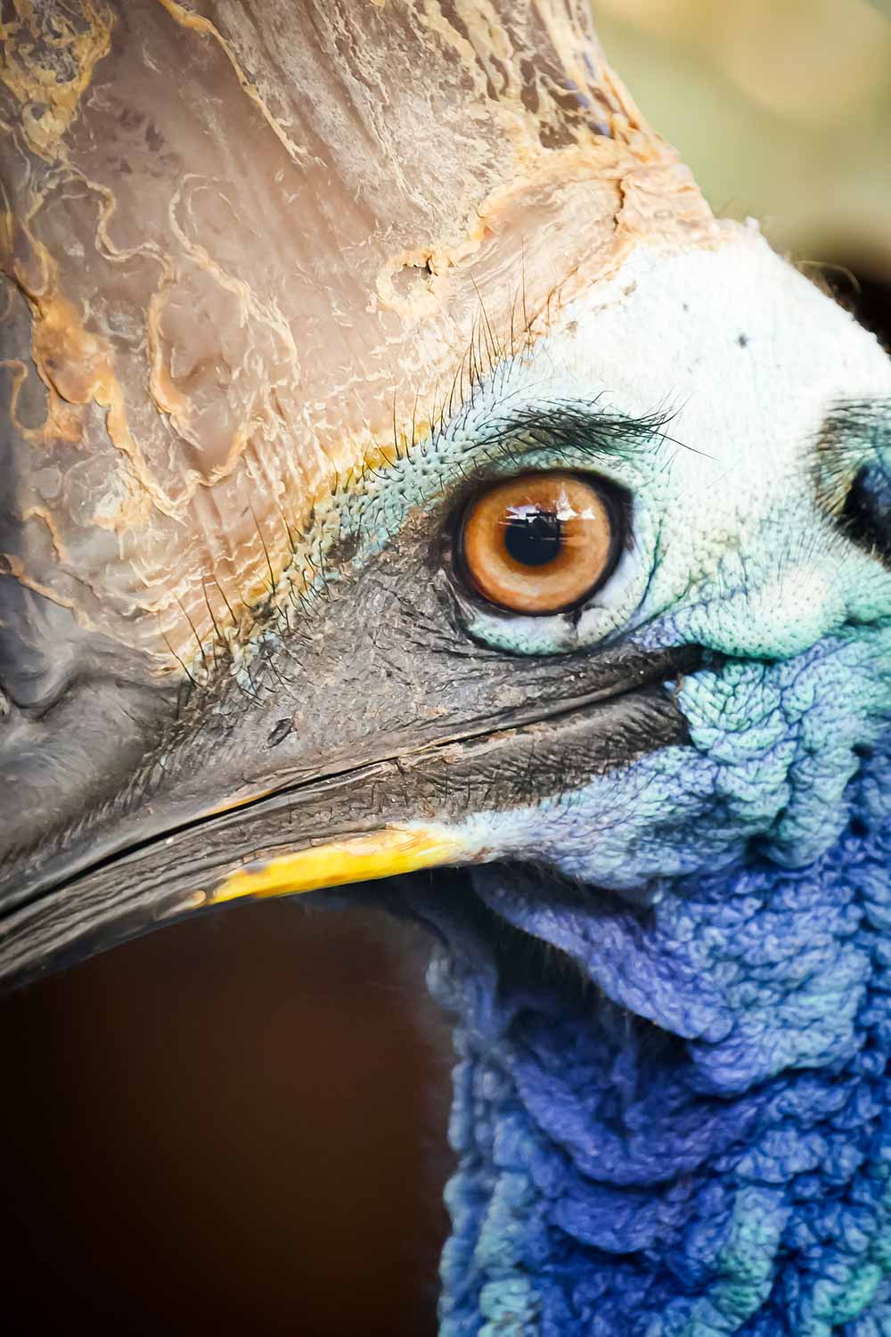 Un Casoar dans un parc zoologique sur Kangaroo Island en Australie © Claire Blumenfeld